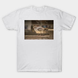 California gull in myrtle beach T-Shirt